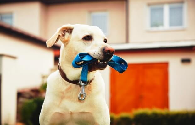 A dog with its lead outside a house