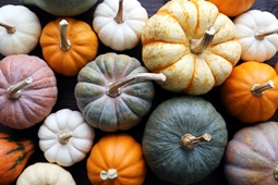 Different pumpkin and squash varieties