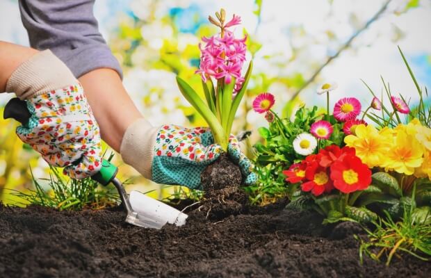 Gardening in a flowerbed