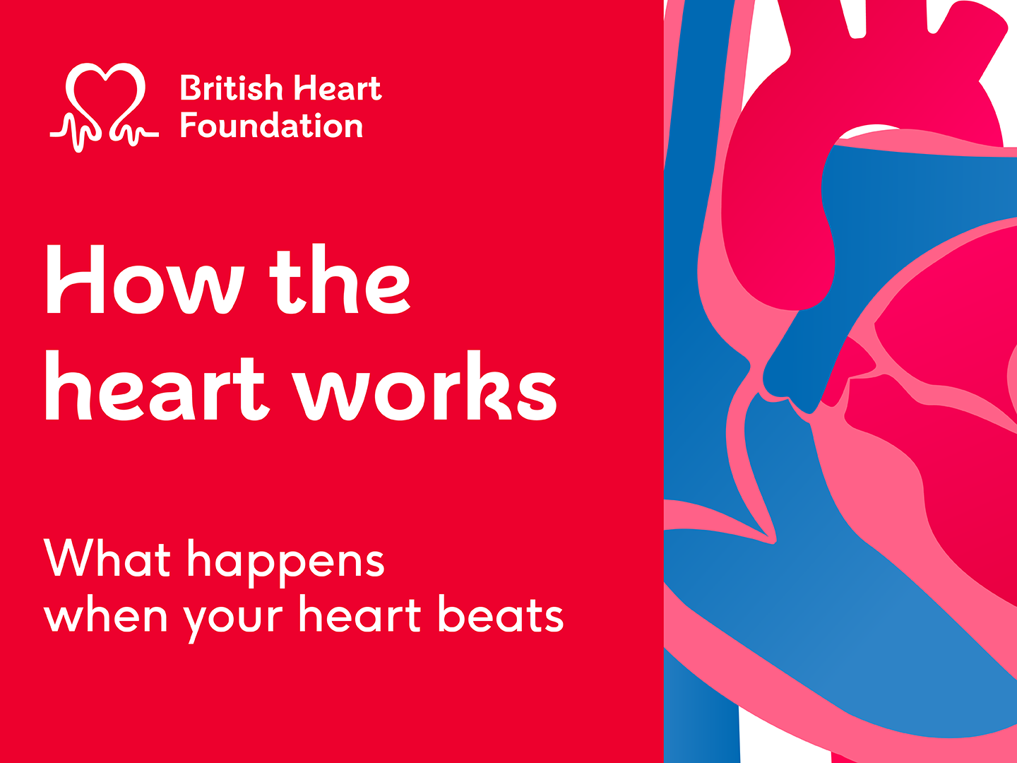 Left side of the image has a red background with a white British Heart Foundation logo in the top left corner. There is a title in white letters that says How the heart works and a subtitle What happens when your heart beats. On the right there is a blue and pink illustration of an anatomical heart.