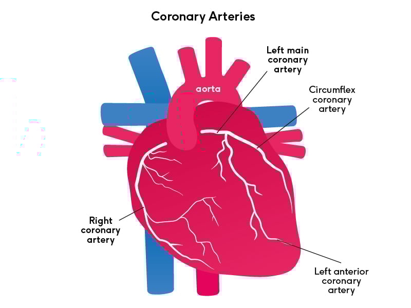 Coronary arteries of the heart