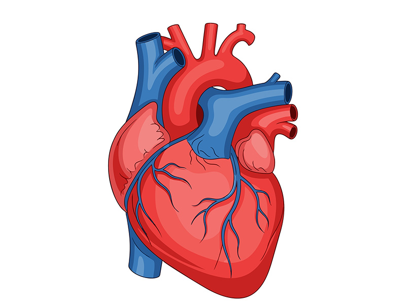Generic 3D illustration of the heart