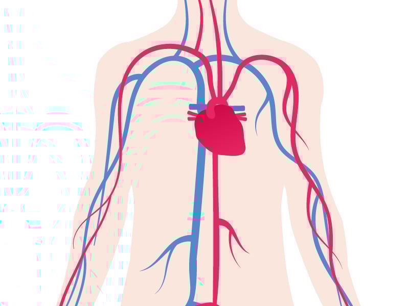 The heart and circulatory system
