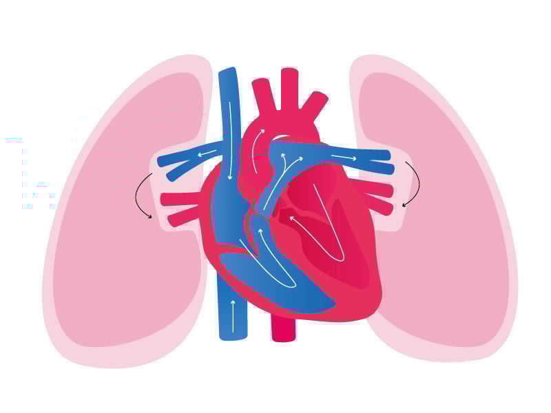 Blood flow through the heart and lungs