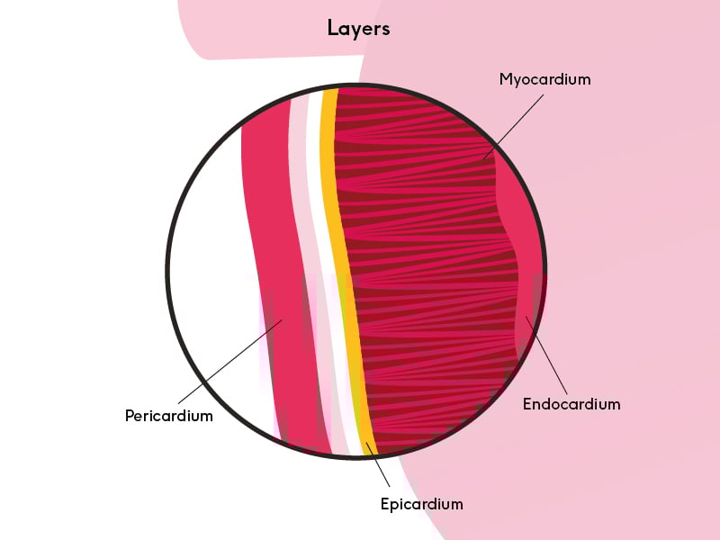 Layers of the heart muscle