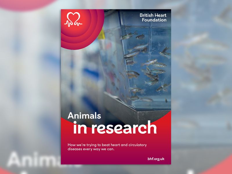 animals_in_research_booklet_final_web