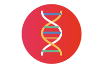 DNA Strand
