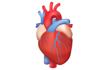 Arrhythmogenic cardiomyopathy (ACM)