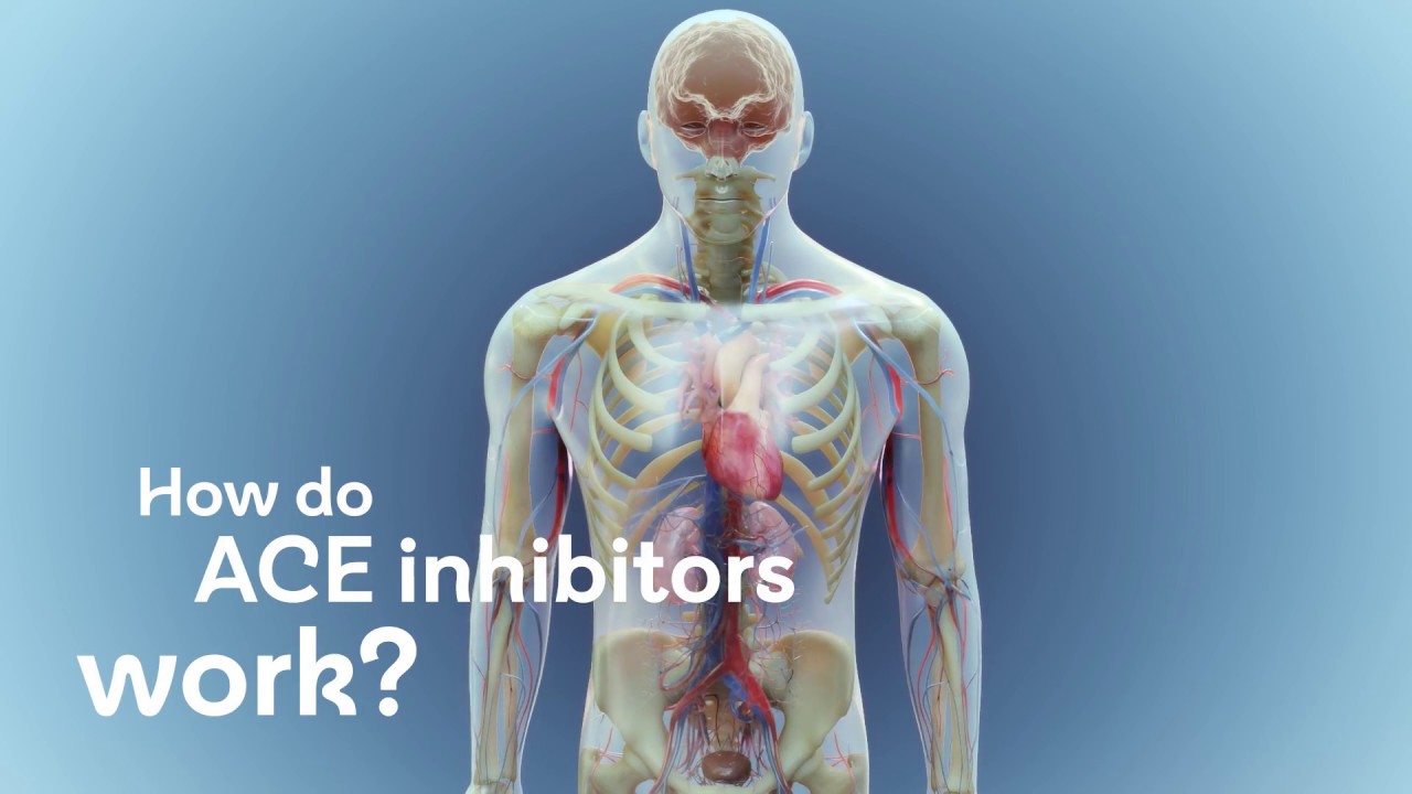 Light blue background with darker blue in the middle. An outline of the top half of a human body is in the centre showing the heart and circulatory system. There is a title overlaid in white that says How do ACE inhibitors work?