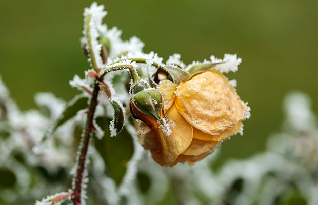 A yellow rose with ice around it