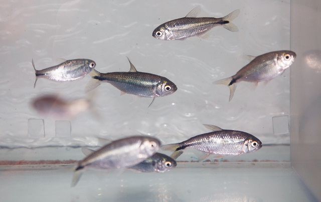 A group of tetra fish swimming in a fish tank