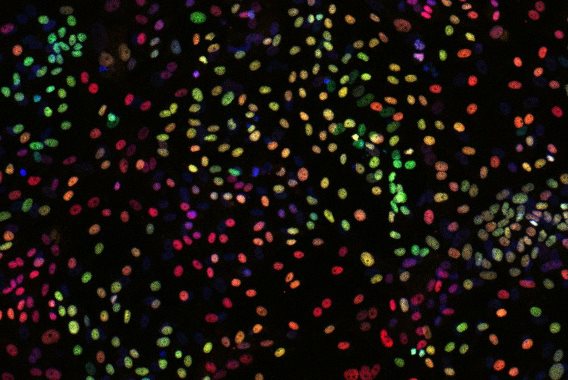 Epicardial cells derived from human embryonic stem cells in a dish