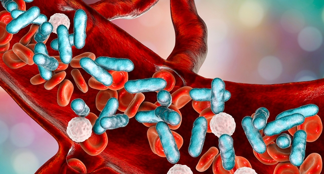 An illustration showing bacteria in the blood during sepsis infection.