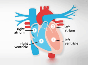 How your heart works – Heart and circulatory system – British Heart