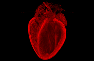Image of a heart