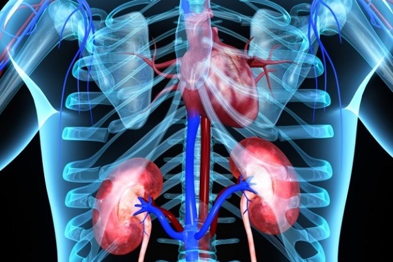 Diagram showing position of the heart, kidneys and vessels connecting them within the body