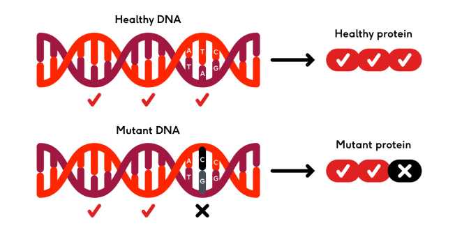 Healthy DNA creating a healthy protein, compared to a mutant DNA creating a mutant protein
