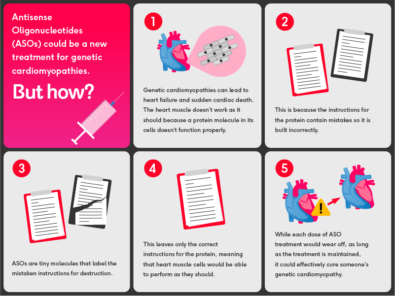 Antisense Oligonucleotides (ASOs) work by identifying and removing faulty genetic instructions so that heart cells produce the correct protein, offering a potential ongoing treatment for genetic cardiomyopathies.