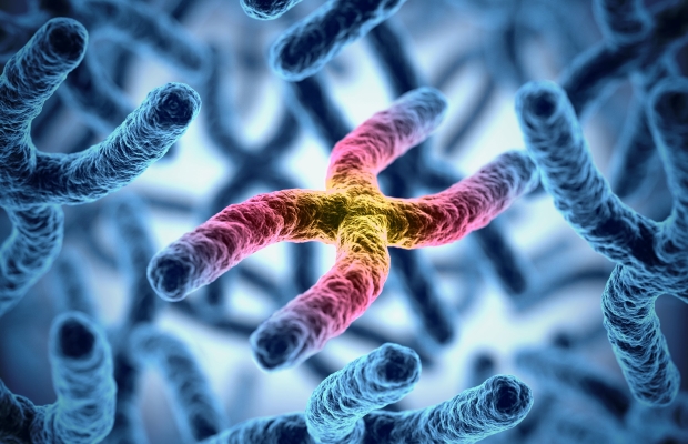 telomere