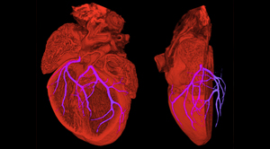 Microscope imaging of a mouse heart