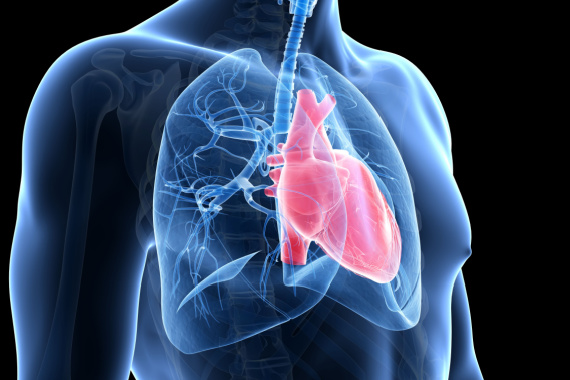 mri image of lungs