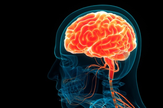 Human brain anatomy