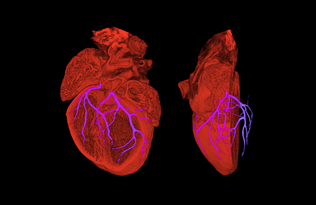 Scientific image of an embryo heart