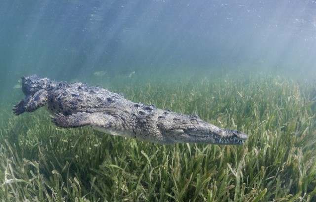 Crocodile under water