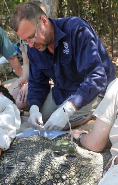 Prof Franklin attaching a tag to crocodile