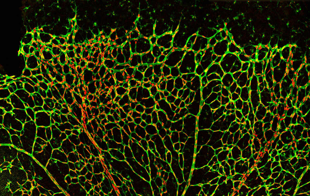 an image showing the veins of a mouse