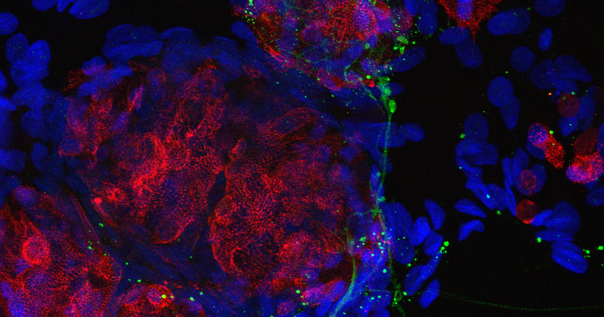 Scientists will study images of heart cells (shown in red) communicating with nerve cells (green) to better understand heart failure.