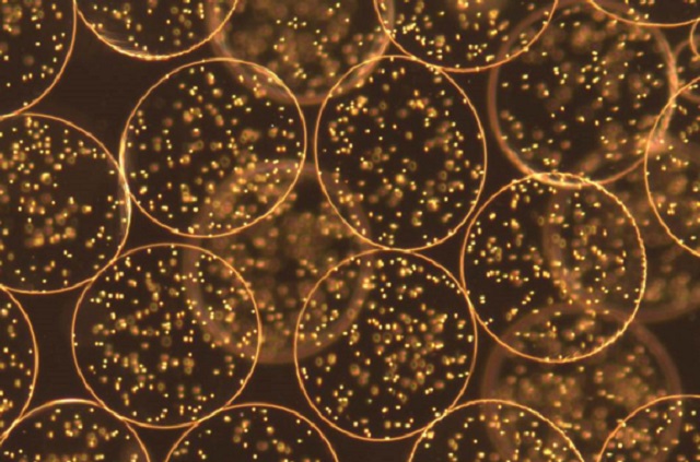A micrograph showing living cells encapsulated within polymer droplets
