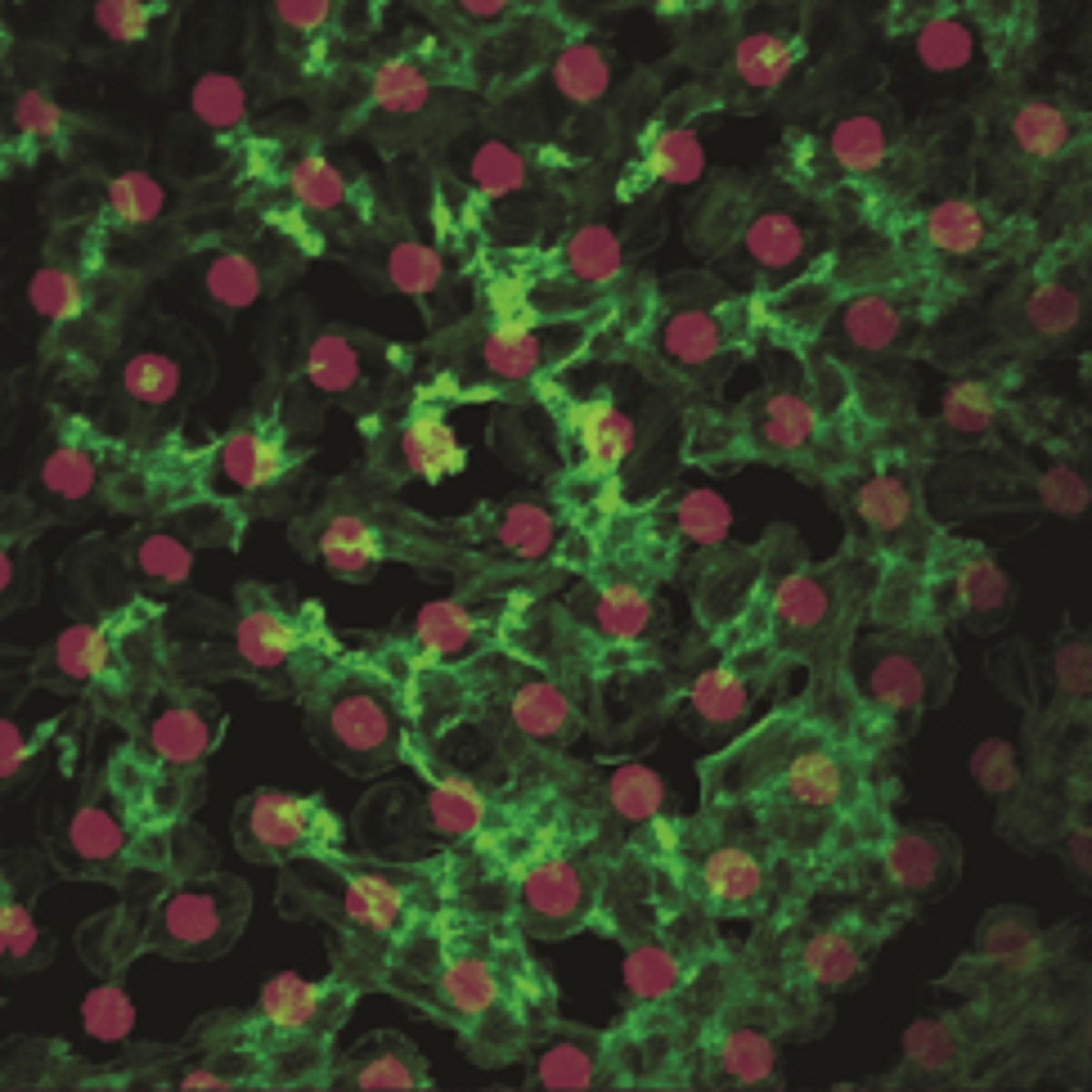 An image of platelets binding together