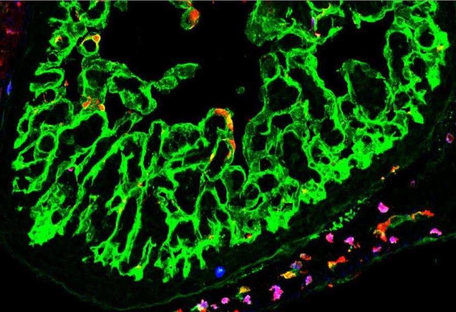 Blood cells in an embryo lit up green with orange stem cells