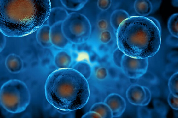 Stem cells