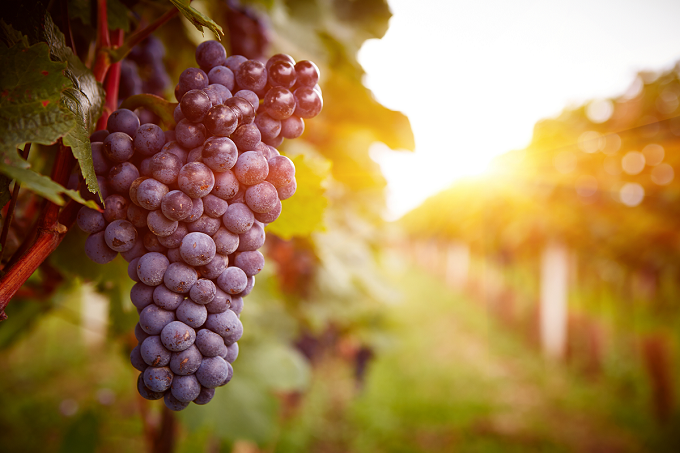 Grapes on vine