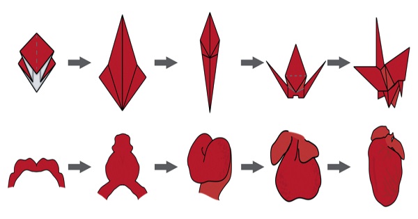 Having instructions makes both origami and heart development easier
