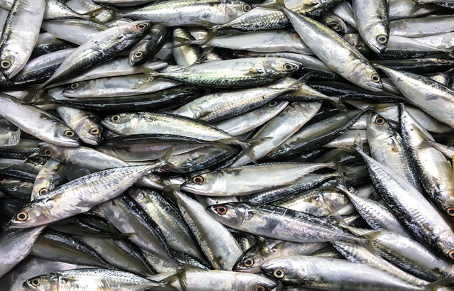 Lots of oily fish