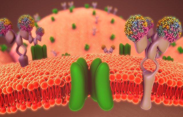Schematic of a potassium ion channel 
