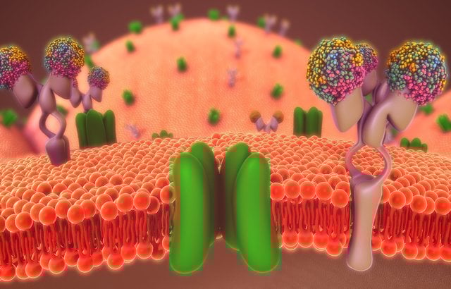 Schematic of a potassium ion channel