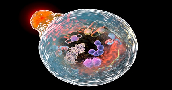 A cell undergoing autophagy
