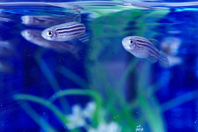 zebrafish swimming