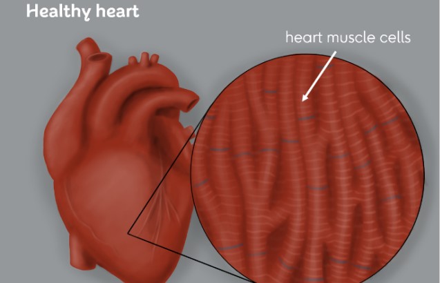 Illustration of healthy heart tissue