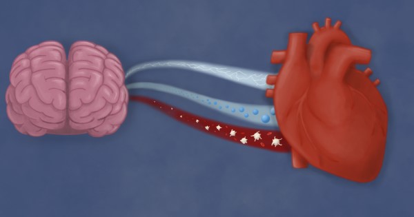 Illustration of heart and brain