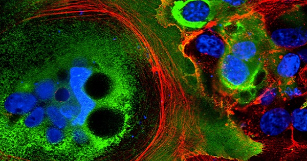 Fusion of coronavirus-infected cells