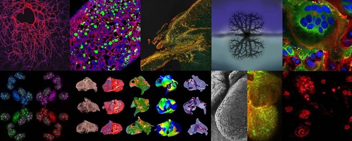 A composite of all of the shortlisted images