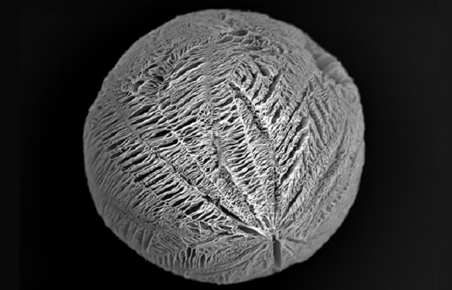 Biodegradable microsphere