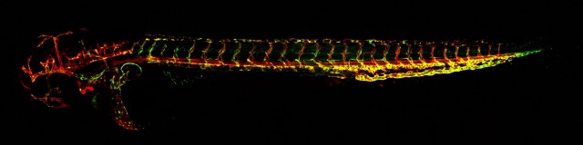 BHF research image of developing blood vessels of a two-day old zebrafish embryo by a BHF scientist and their team.