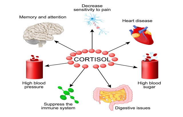 How cortisol affects the body
