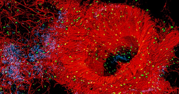 A flare of stellar vessels